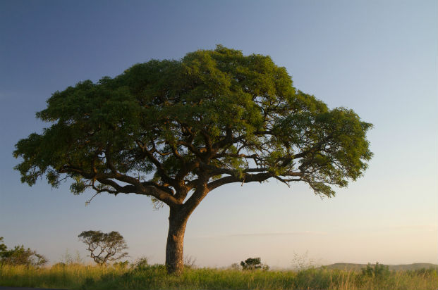 marual-tree